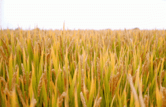 稻谷飘香迎丰年|太阳集团电子游戏生产基地奏响丰收乐章